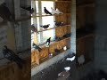 Голуби на Краматорском голубедроме
