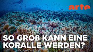 300 Jahre alt und gigantisch: Die größte Koralle der Welt | Mit offenen Augen Reupload | ARTE