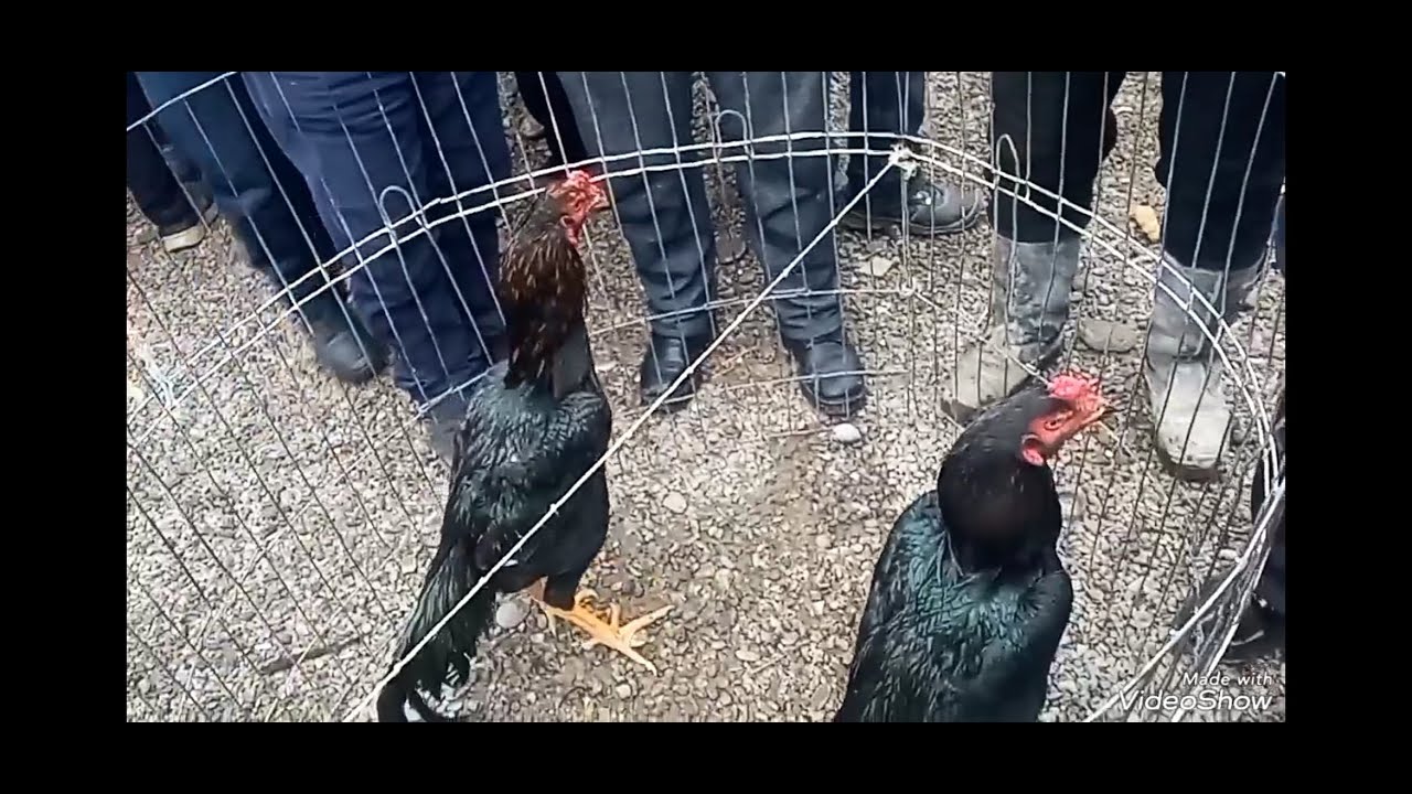YORQOʻRGʻON TOVUQ BOZORIDAN DAKAN NARXLARI #DAXSHAT - YouTube