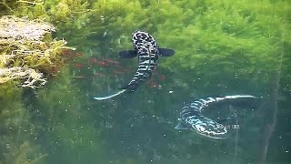 Beautiful leisurely Giant snakehead fish and fry(Toman)