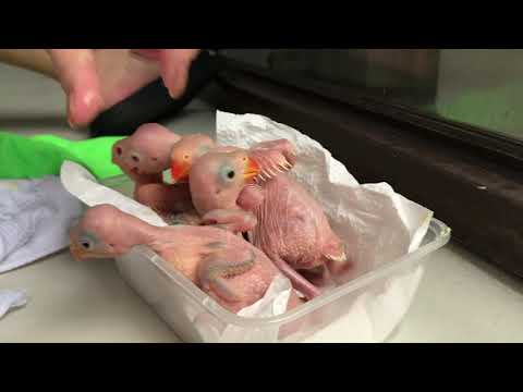 Handfeeding 16 day