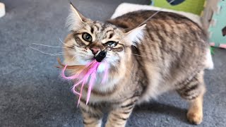 Adorable Siberian Kitten and Ragdoll Cat Play with Feather Toy