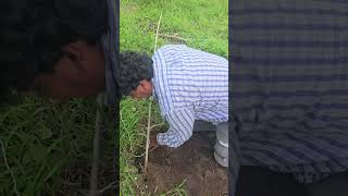 asi es como se colocan las trampas de Tarro para las tuzas 👨‍🌾🦦🌳 #parati #plantas #foryou