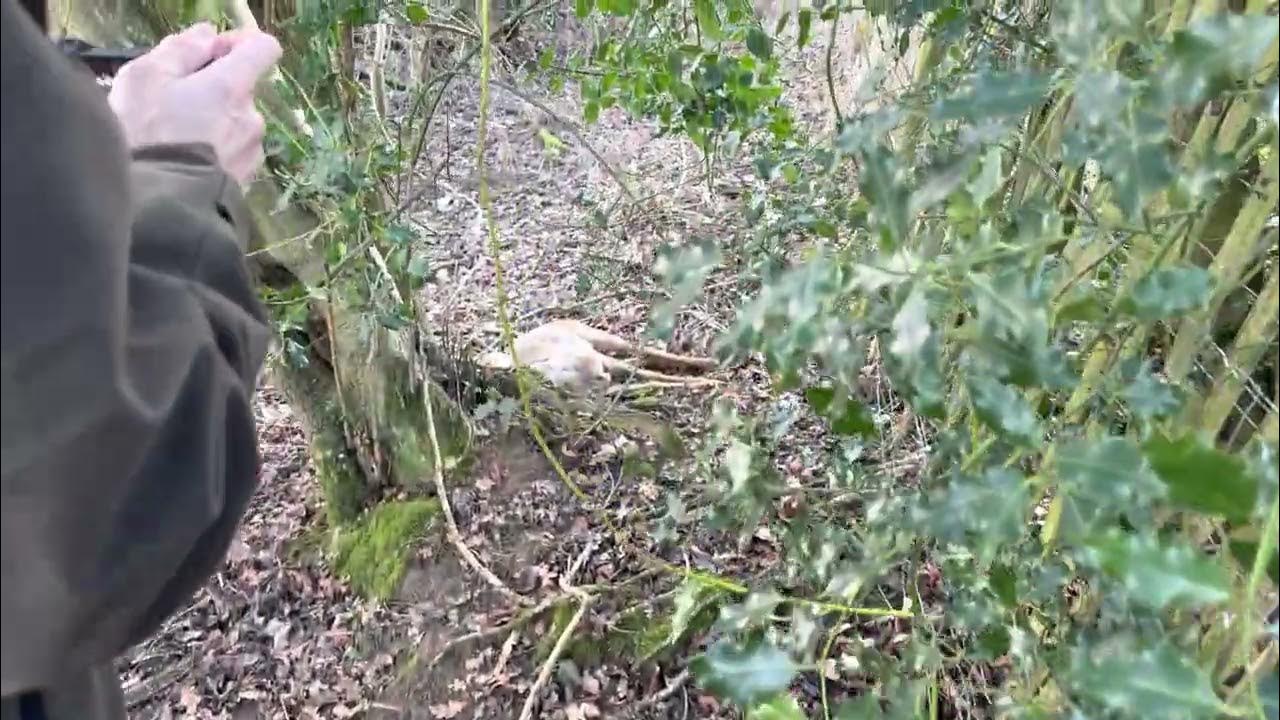 row-deer-blood-trail