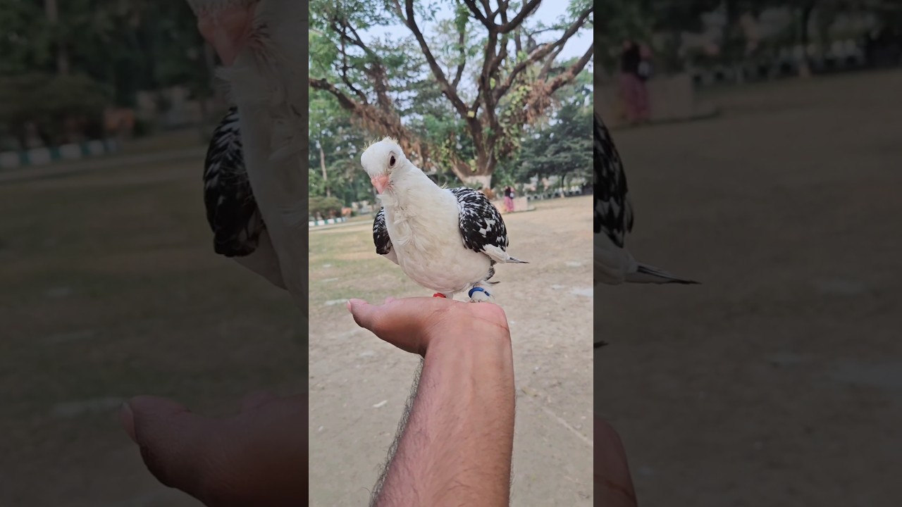 এ কেমন❓কবুতর মানুষ হাতে বসে😳 