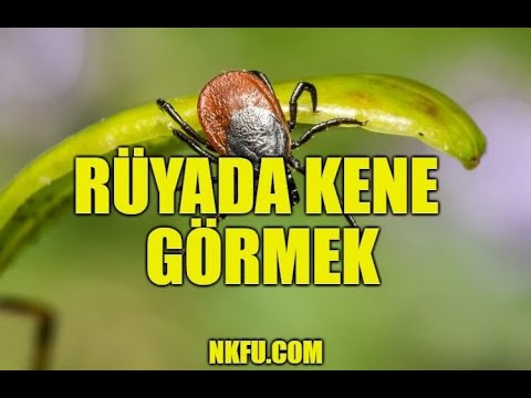 Rüyada Saçımda Bit Görmek