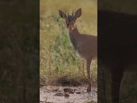 Wideo: Co to jest dik dik dla dzieci?