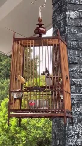 Merbah jambul air suara/candik air soro/cis natam kero
