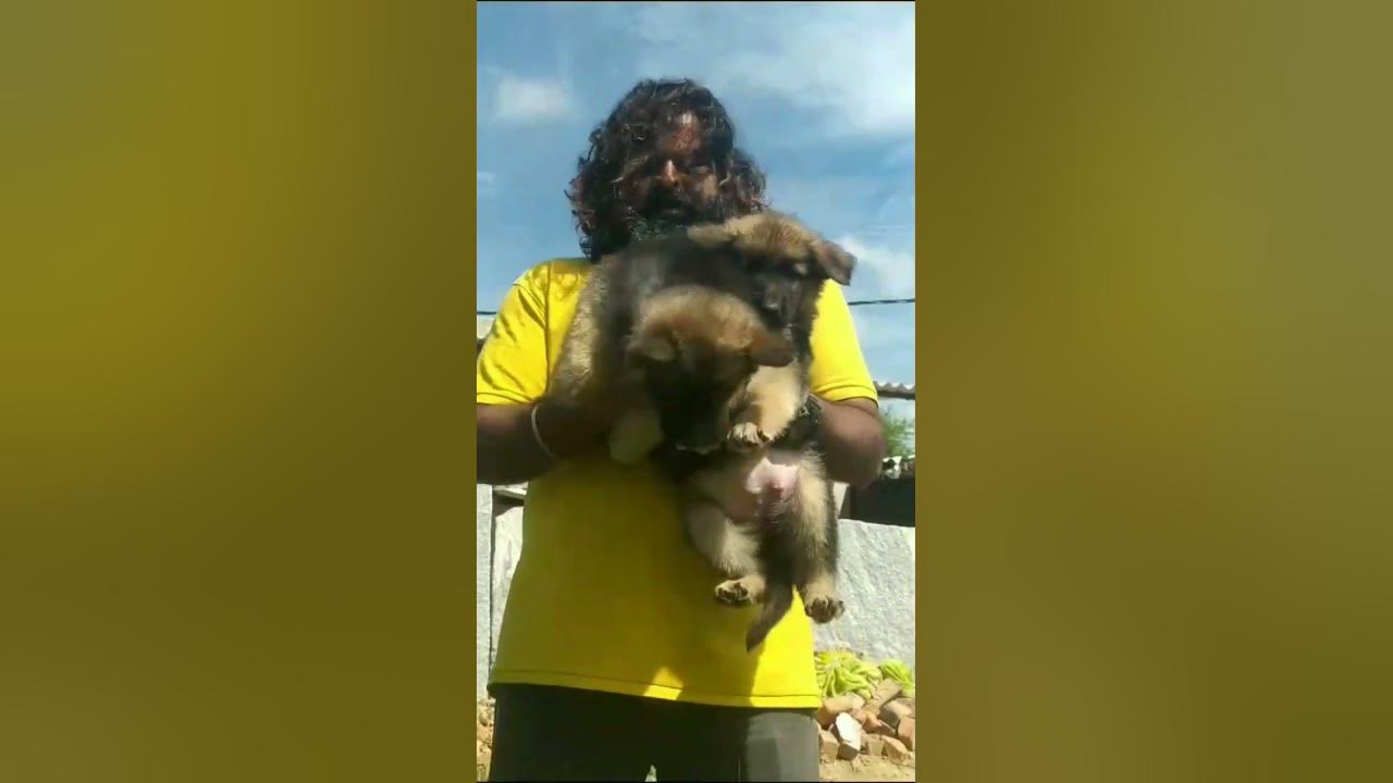 Andhra Pradesh RAJAHMUNDRY German shepherd male&female for sale 15k