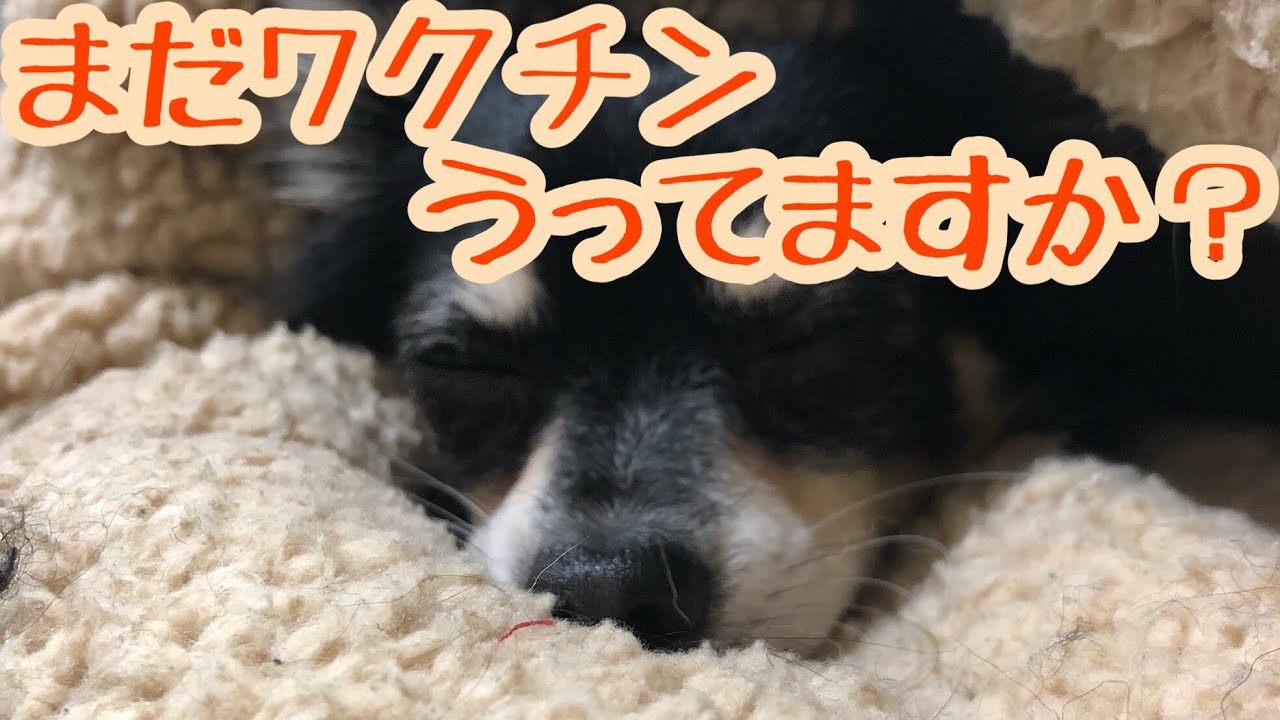 犬の混合接種ワクチンまだ打ってますか？