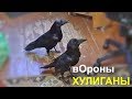 вОроны - Хулиганы