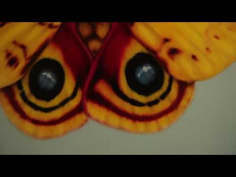 WYES Artist Profile "Jason Horton"