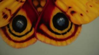 Wyes Artist Profile Jason Horton