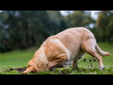 Video: Mitä se tarkoittaa, kun koirat haluavat pureskella ruohoa?