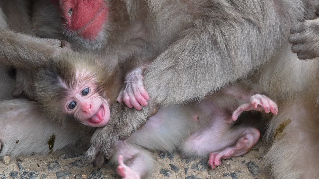 В Плену Нежности: Получит ли Этот Детеныш Обезьяны Свое Молоко? Посмотрите Эту Милую Борьбу! / monpa