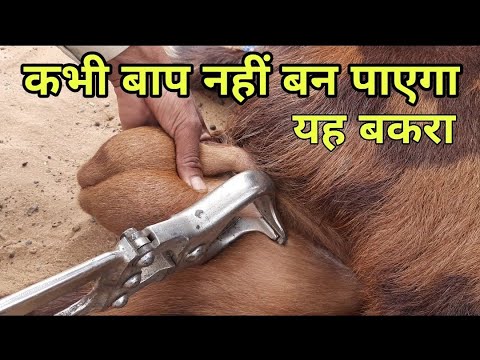 वीडियो: समारा के बाहों के कोट पर एक बकरी क्यों है