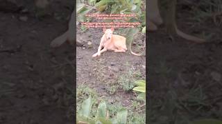 Stray Dogs Sad Reality