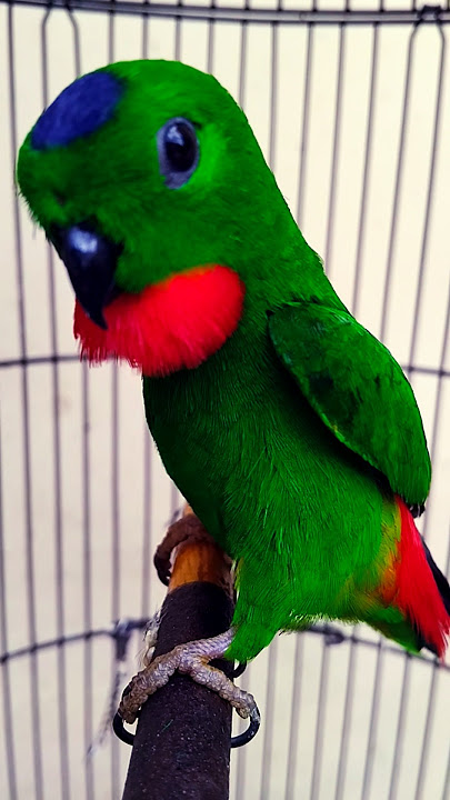 serindit isian lovebird #serinditgacor