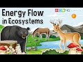 Energy Flow In Ecosystems