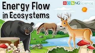 Energy Flow in Ecosystems –