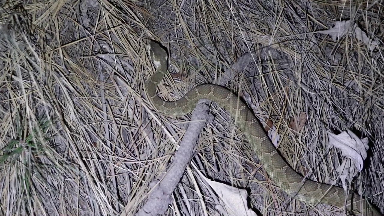 Rattlesnake on the Crawl - YouTube