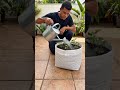 Olha o tanto de batata-doce que eu colhi plantando desse jeito!