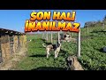 ALABAŞIN SON HALİNE ŞAŞIRACAKSINIZ ! - AMA GARİP BİR HUYU VAR ! 