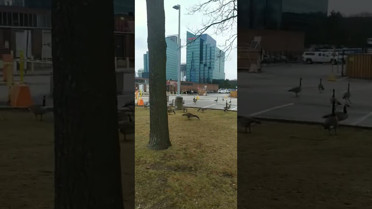 Birds in Canada 
