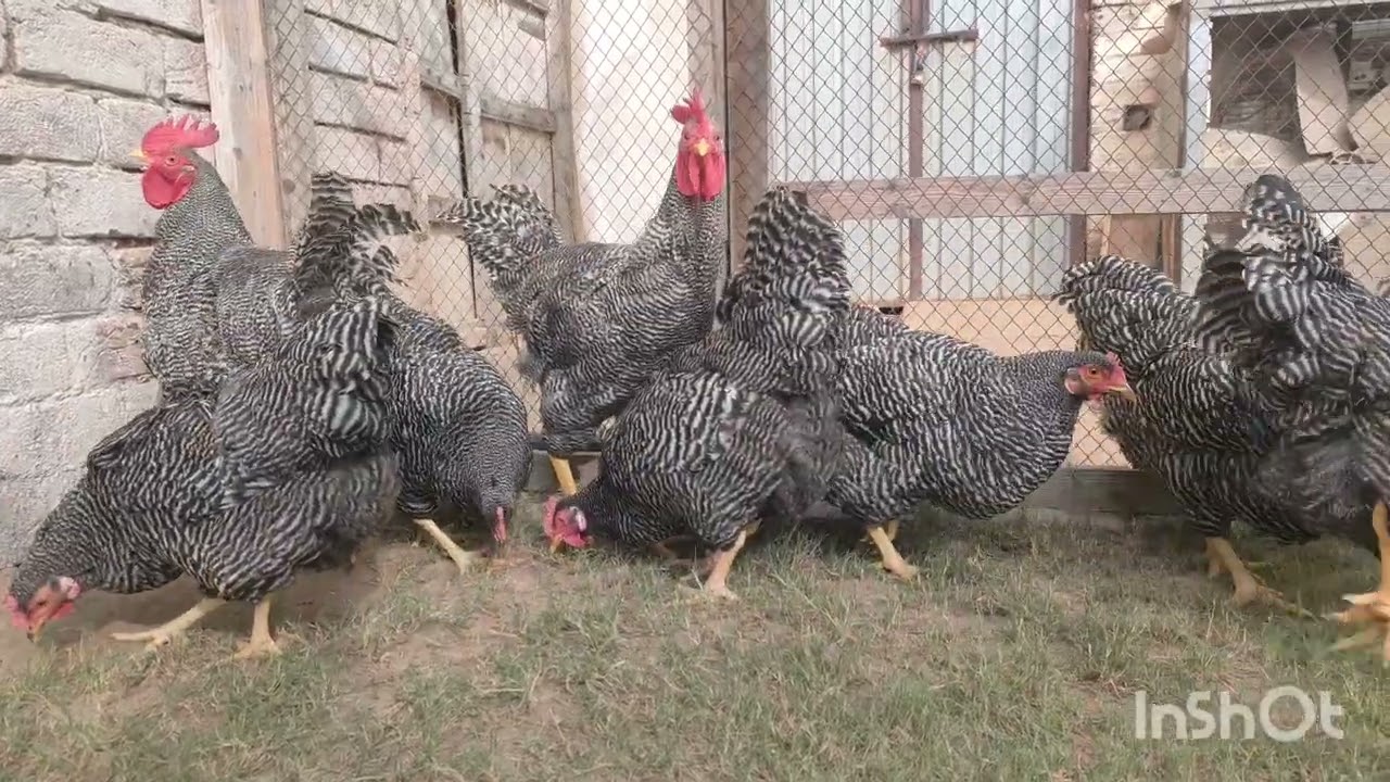 Playmouth Rock American breed.