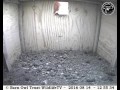 Cornish Barn Owlet with prey on ledge, into box, out again - Barn Owl Trust WildlifeTV