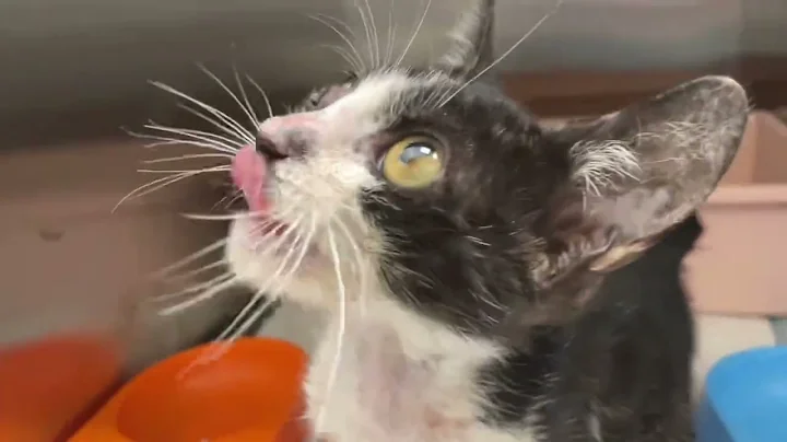 Video 11199391: draw persian cat, cat drawing cute persian, abyssinian cats love, cat kitten