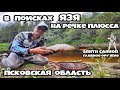 В поисках ЯЗЯ на речке Плюсса, Псковская область, август 2018