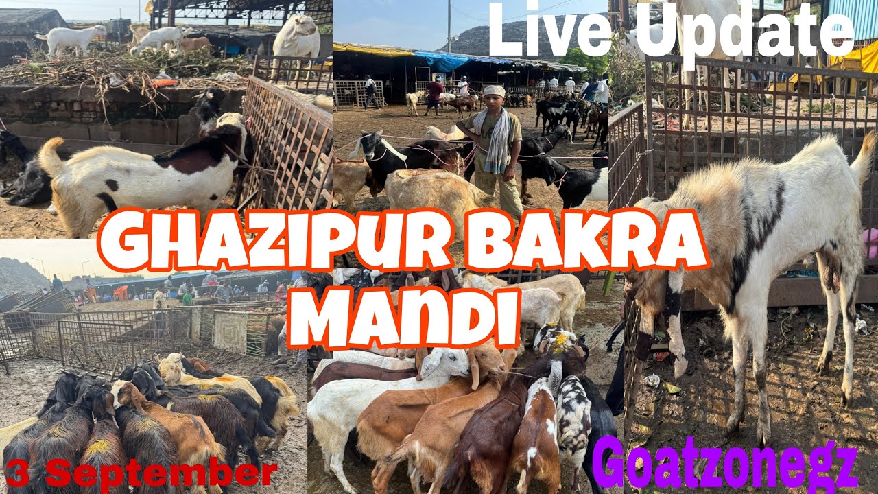 Ghazipur Bakra Mandi Live Update 3/9/2025 Delhi Goatzonegz 
