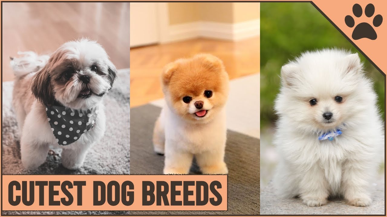 Top 10 Cutest Dog Breeds - YouTube