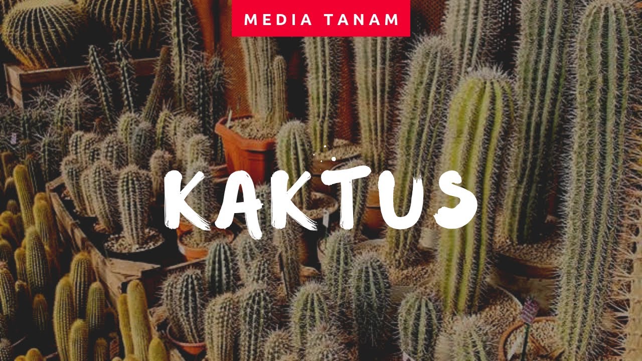 KAKTUS TANAMAN GURUN  MEDIA TANAM YouTube