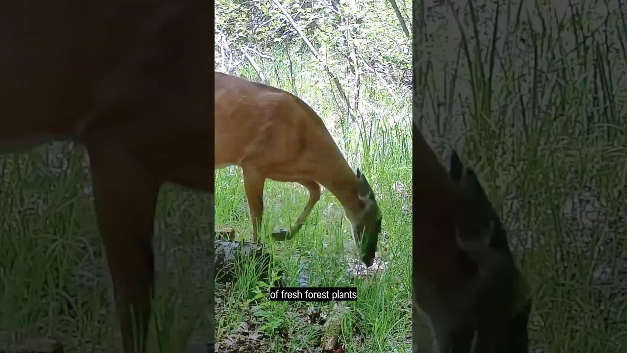 Gorgeous Pregnant Whitetail Deer has a Massive Appetite #shorts #shortsfeed