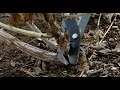 Pruning blackberry canes