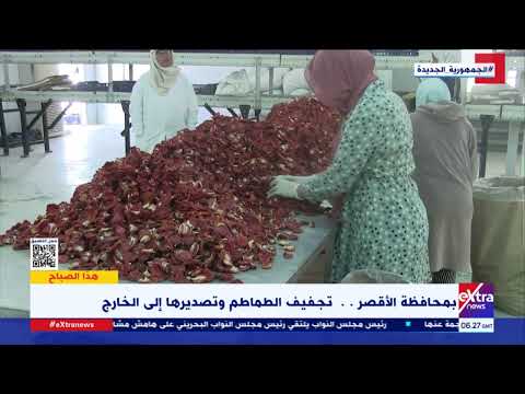 هذا الصباح بمحافظة الأقصر تجفيف الطماطم وتصديرها إلى الخارج