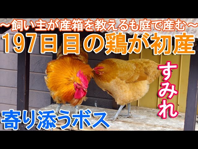 197日目のニワトリが初産～飼い主が産箱を教えた名古屋コーチン若雌鶏