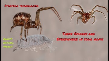 The Spiders are Everywhere in Your Home: Steatoda