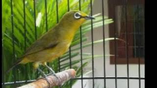 Pleci Juara 1 OSP 2016 di Jogja