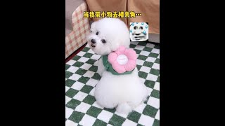 带奥利奥相亲去了，结果成了显眼包……#比熊 #狗狗胸背 #未卡新品 #未卡花花背包 #未卡花花牵引绳