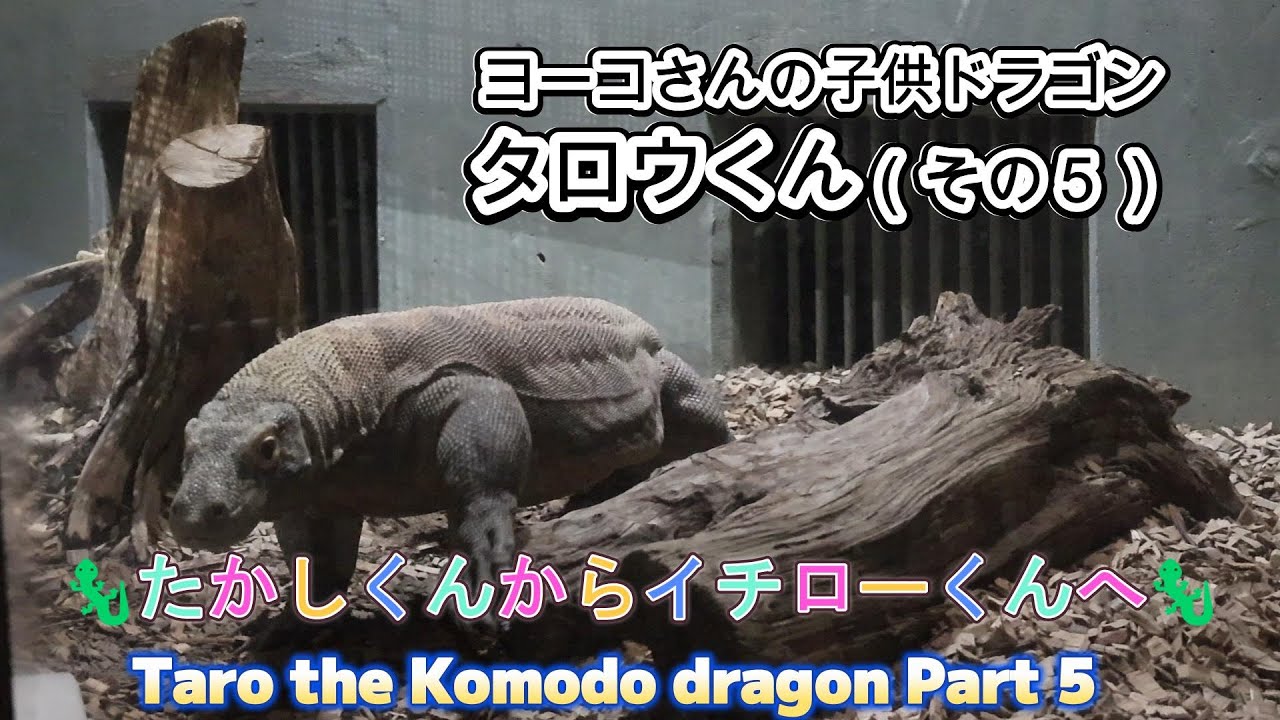 ヨーコさんの子供ドラゴン タロウくん（その5）?たかしくんから 