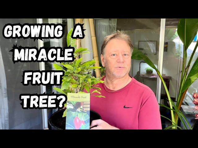 Miracle Fruit Tree - How to Grow - Soil , Fertilizer Tips and Tricks for Success class=