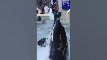 Orca killer whale dance show #dolphindance #killerwhaleshow #viralshort#orca#trendind#shorts#explore