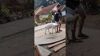 masuk kandang #dombagarut #domba #goat #cungurfotret #sheep