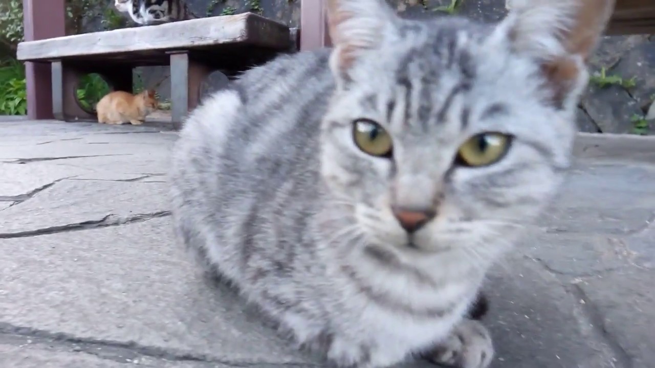 猫の集会所に集まる野良猫達 Youtube 猫の集会所に集まる野良猫達 Youtube