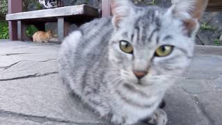 猫の集会所に集まる野良猫達