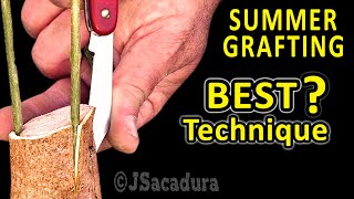 EARLY SUMMER GRAFTING | Example – GRAFTING OLIVE TREES with RESULTS