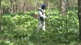 В Ярославле начался сезон борьбы с борщевиком